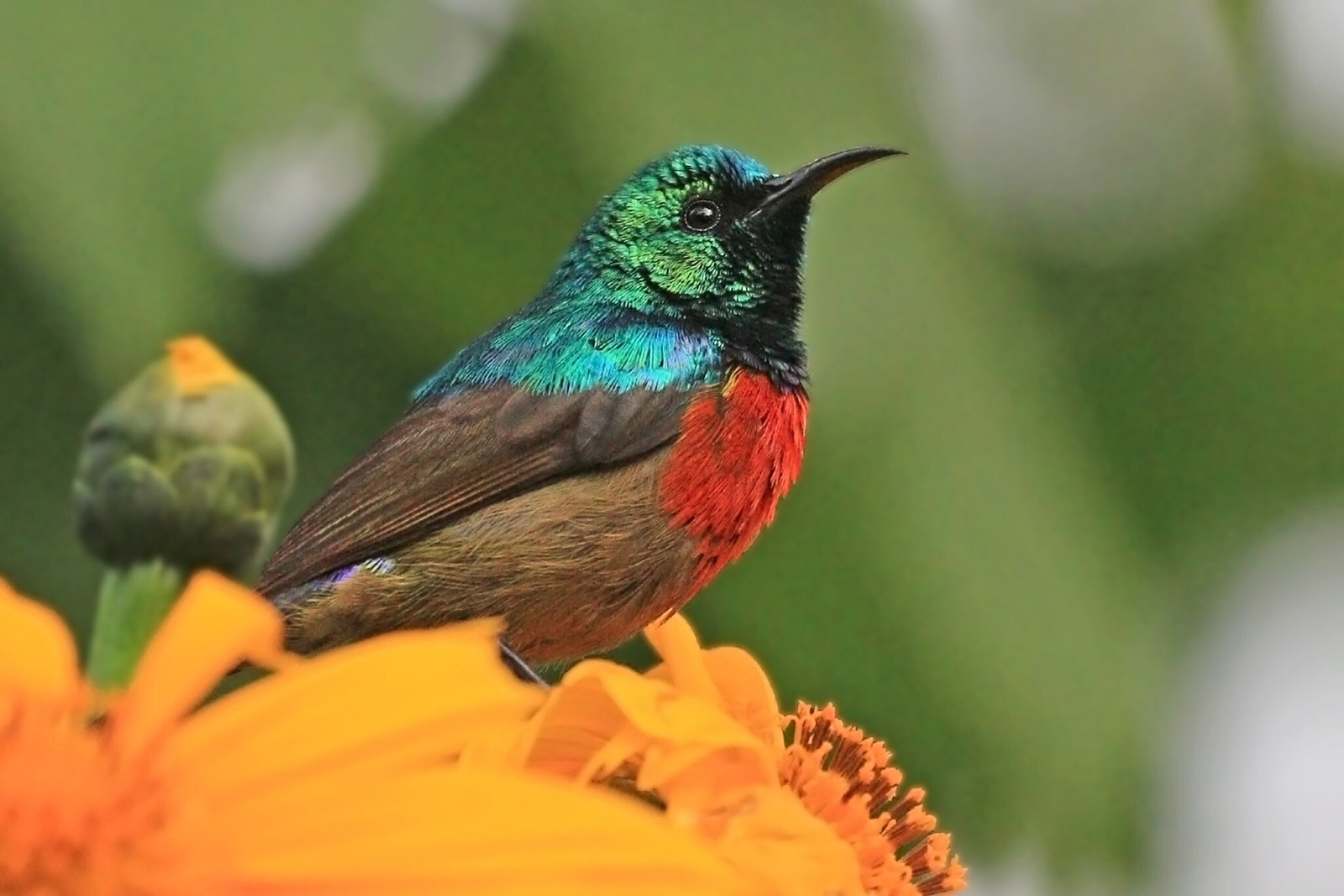 image Northern Double-collared Sunbird